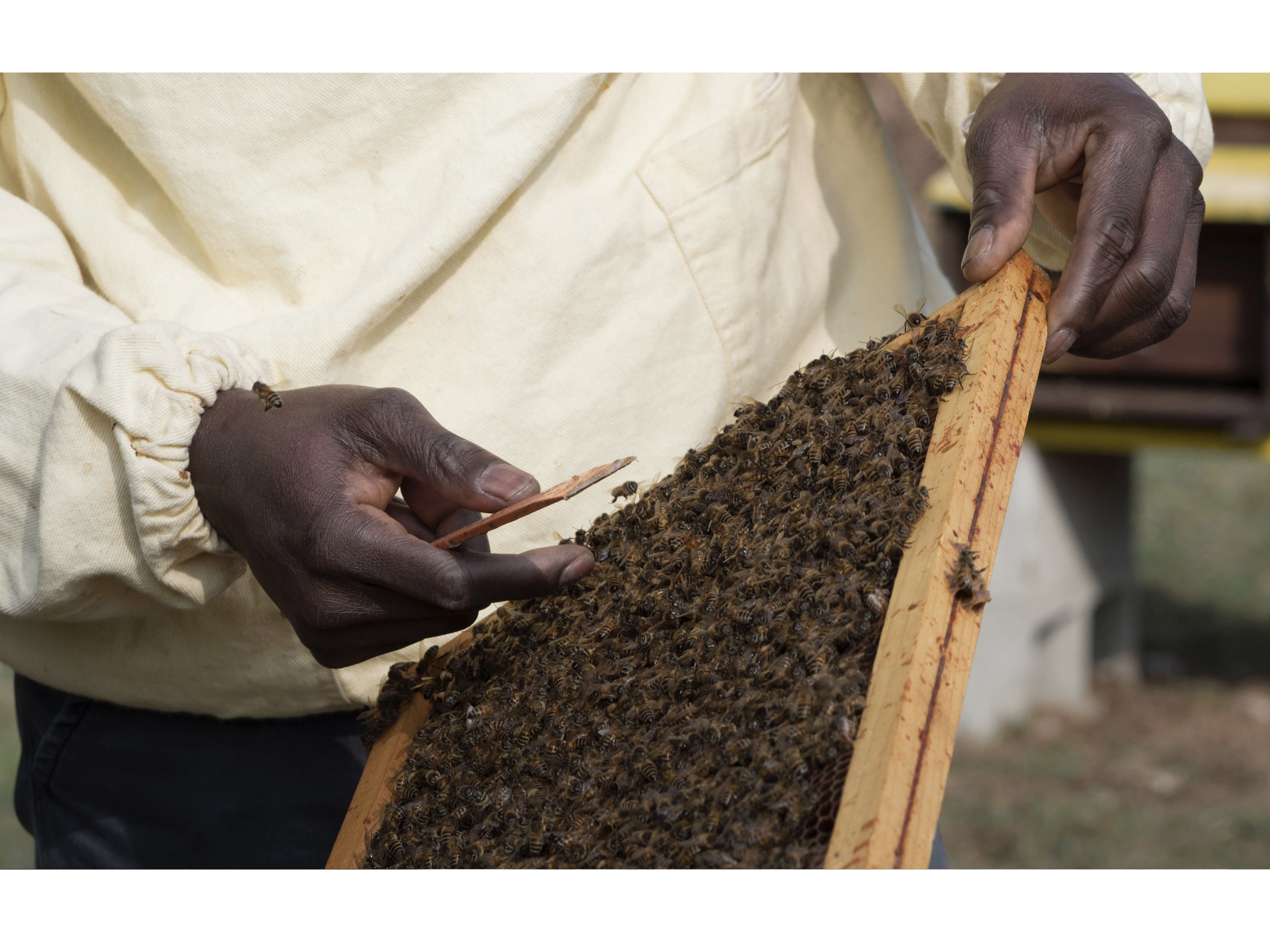  Terragiusta, progetto Medu in Calabria contro la schiavitù: sulle orme del modello Bee My Job 