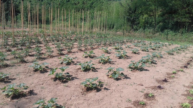 Roots”: al via il progetto di orto-terapia di Cambalache al Forte Acqui