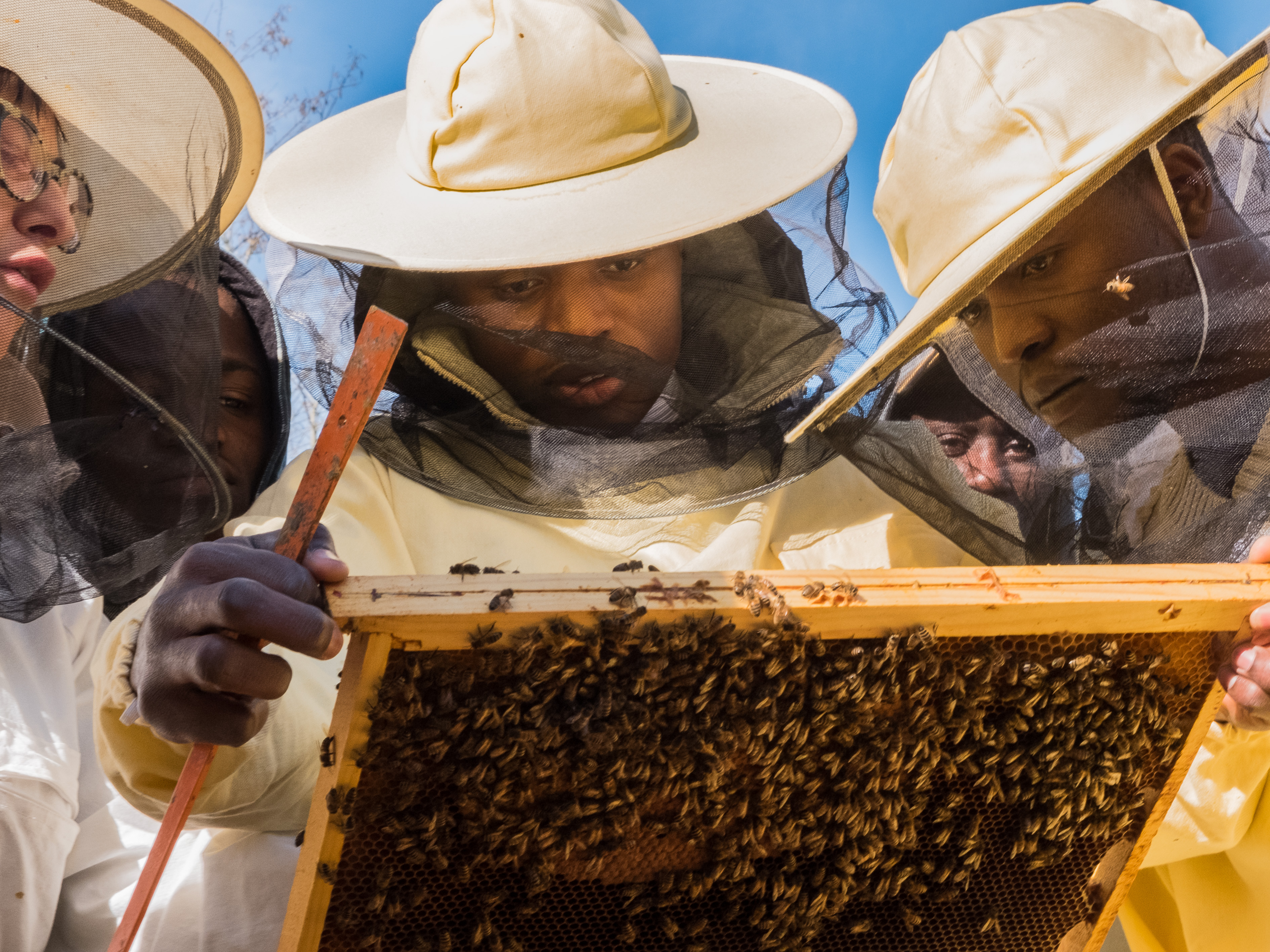 Bee My Job lancia l’Academy ad Alessandria per formare apicoltori tra rifugiati e richiedenti asilo di tutta Italia