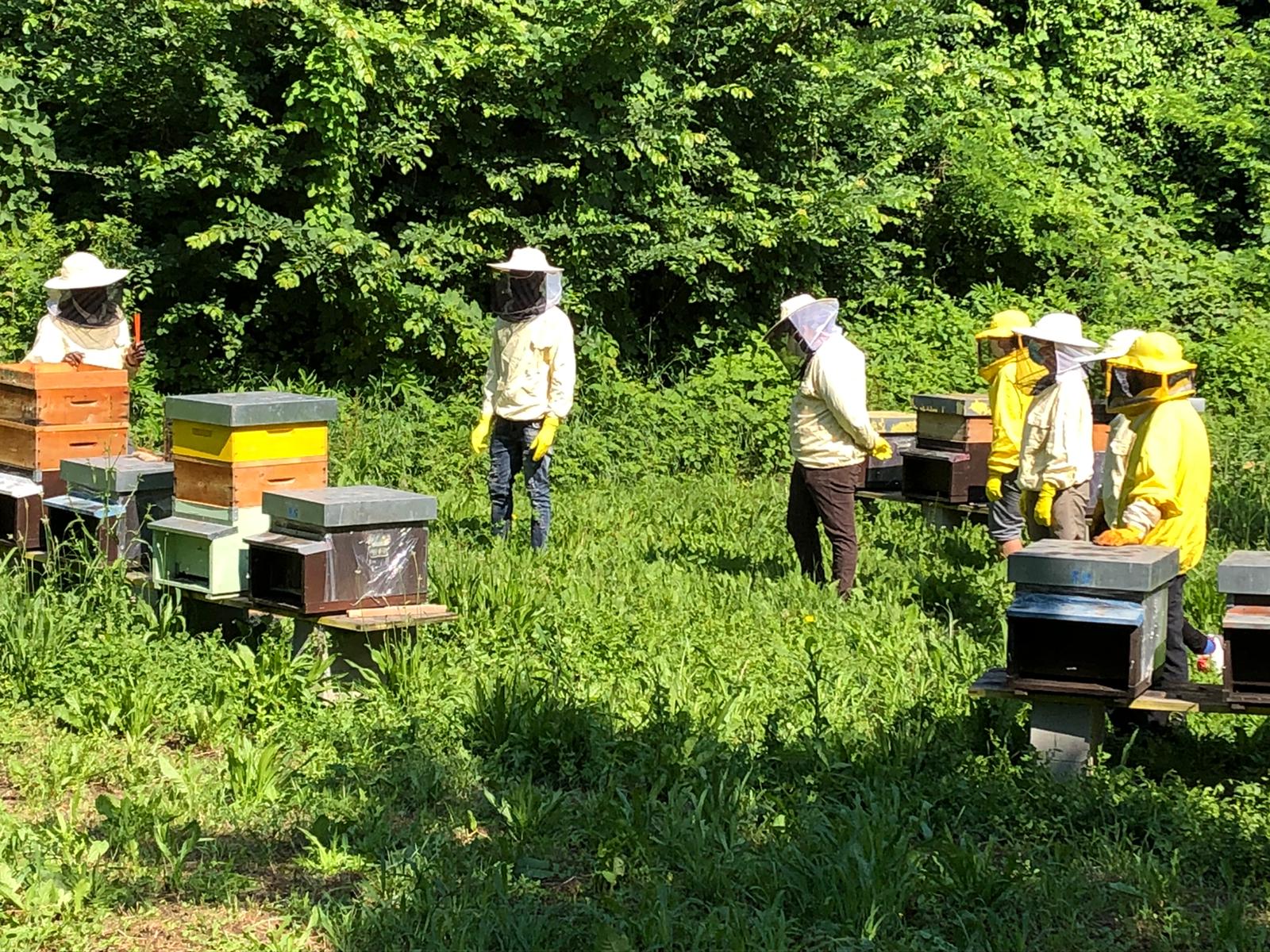 Madre Terra: un laboratorio di avvicinamento all’apicoltura e all’agricoltura