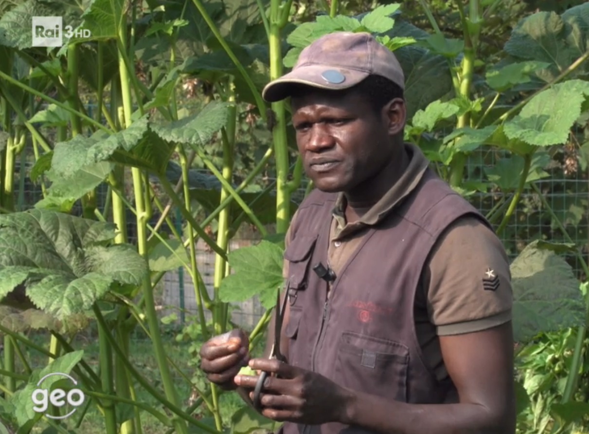 Ortaggi esotici: le coltivazioni d’ocra di Abdoul in un documentario di Rai 3